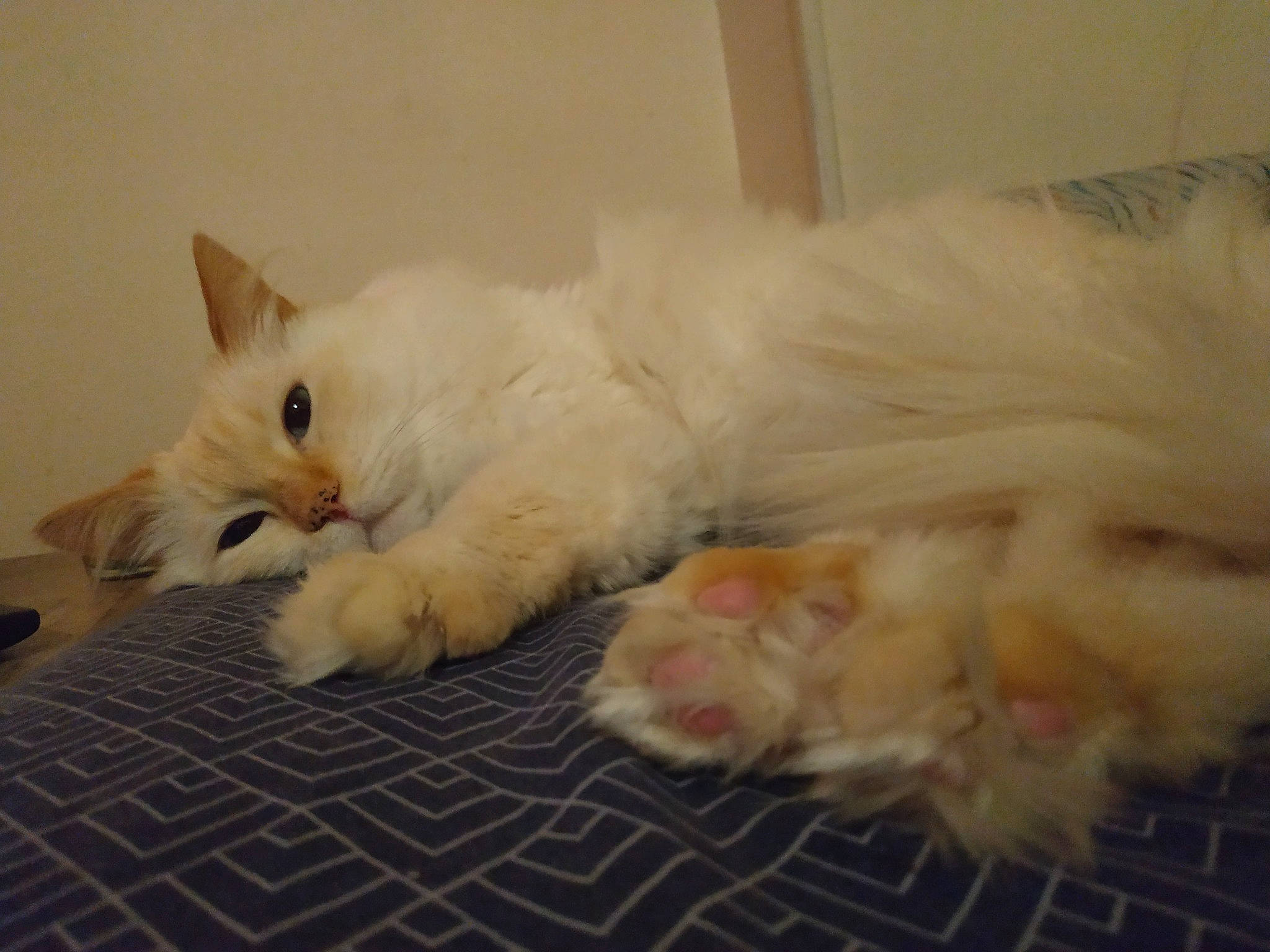 Horus participe au concours pour gagner de l'argent avec cette photo : carnivore, cat, claw, comfort, companion_dog, fang, fawn, felidae, flooring, fur, hardwood, laperm, nap, paw, small_to_medium_sized_cats, snout, tail, whiskers, wood