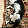 Miso Steve joined the competition — help win amazing prizes! animal, black_and_white, cat, cozy, cute, domestic_cat, feline, floor, fur, indoor, lying_down, patterned_rug, paw, pet, relaxed, resting, rug, stretching, tail, whiskers