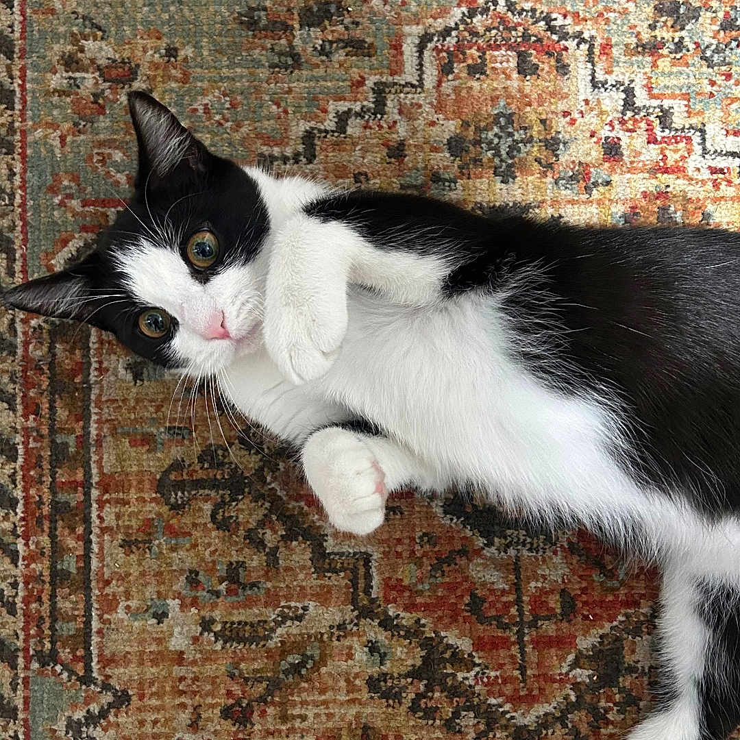 Miso Steve is registered to the contest to win money with this photo: animal, black_and_white, cat, close_up, curious, cute, domestic, feline, fur, indoor, lying_down, patterned_rug, paws, pet, playful, resting, rug, small_animal, texture, whiskers