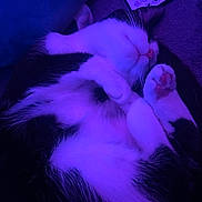 Miso Steve joined the competition — help win amazing prizes! animal, black_and_white, cat, closeup, cozy, curled_up, cute, domestic, feline, fur, indoor, paw, pet, purple_light, relaxation, remote_control, resting, sleeping, soft_light, whiskers