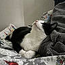 Miso Steve is registered to the contest to win money with this photo: bed, black_and_white, blanket, cat, comfort, cozy, cute, domestic_animal, feline, fur, indoor, mammal, patterned_sheet, paw, peaceful, relaxed, resting, side_view, sleepy, whiskers