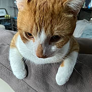 Cherry is registered to the contest to win money with this photo: cat, orange_cat, white_paws, close_up, indoor, pet, feline, curious, soft_texture, fur, whiskers, ears, animal, cute, domestic_cat, looking_down, blurred_background, resting, household, companion