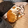 Cherry is registered to the contest to win money with this photo: cat, orange_cat, white_cat, pet, feline, couch, leather, blanket, cushion, indoor, relaxed, sleepy, paw, fur, tail, cozy, resting, domestic_animal, cute, comfort