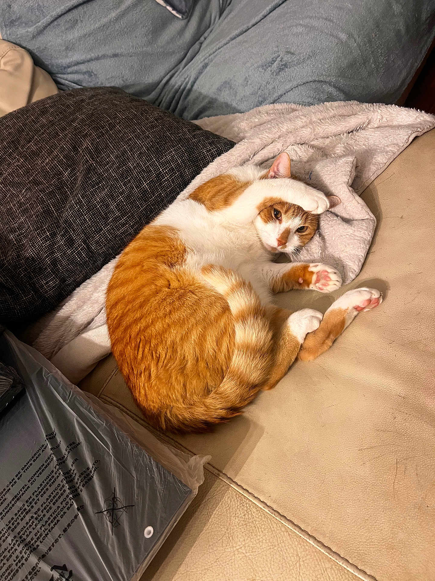 Cherry is registered to the contest to win money with this photo: cat, orange_cat, white_cat, pet, feline, couch, leather, blanket, cushion, indoor, relaxed, sleepy, paw, fur, tail, cozy, resting, domestic_animal, cute, comfort