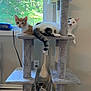 Cherry joined the competition — help win amazing prizes! cat, cats, cat_tree, indoor, window, wood_floor, plush, pet, animal, feline, resting, hammock, curious, orange_cat, white_cat, tabby_cat, playful, domestic, home, multi_level