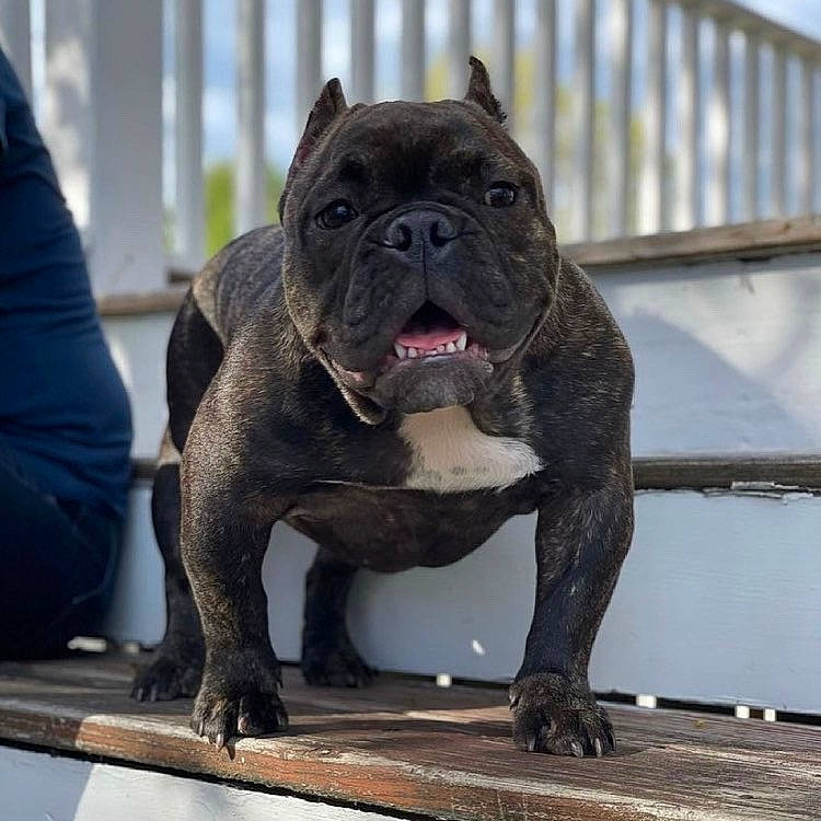 Zahara is registered to the contest to win money with this photo: ancient_dog_breeds, bulldog, canidae, carnivore, collar, companion_dog, dog, dog_breed, dog_collar, fawn, liver, molosser, non_sporting_group, snout, sporting_group, terrestrial_animal, whiskers, working_animal, working_dog, wrinkle