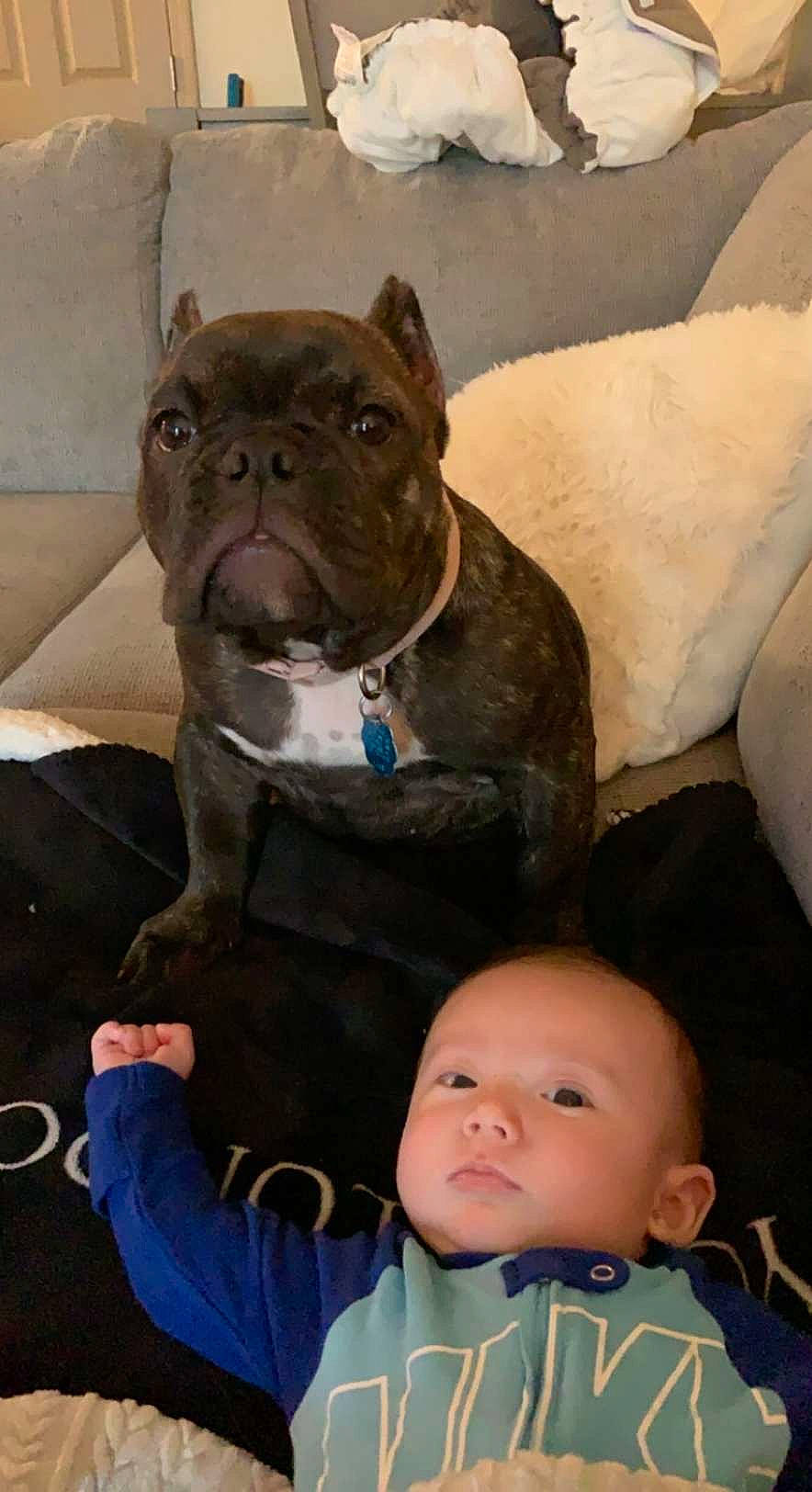 Zahara joined the competition — help win amazing prizes! baby, baby_toddler_clothing, bulldog, canidae, carnivore, collar, comfort, companion_dog, dog, dog_breed, dog_collar, ear, fawn, snout, sporting_group, terrestrial_animal, toddler, whiskers, working_animal, wrinkle