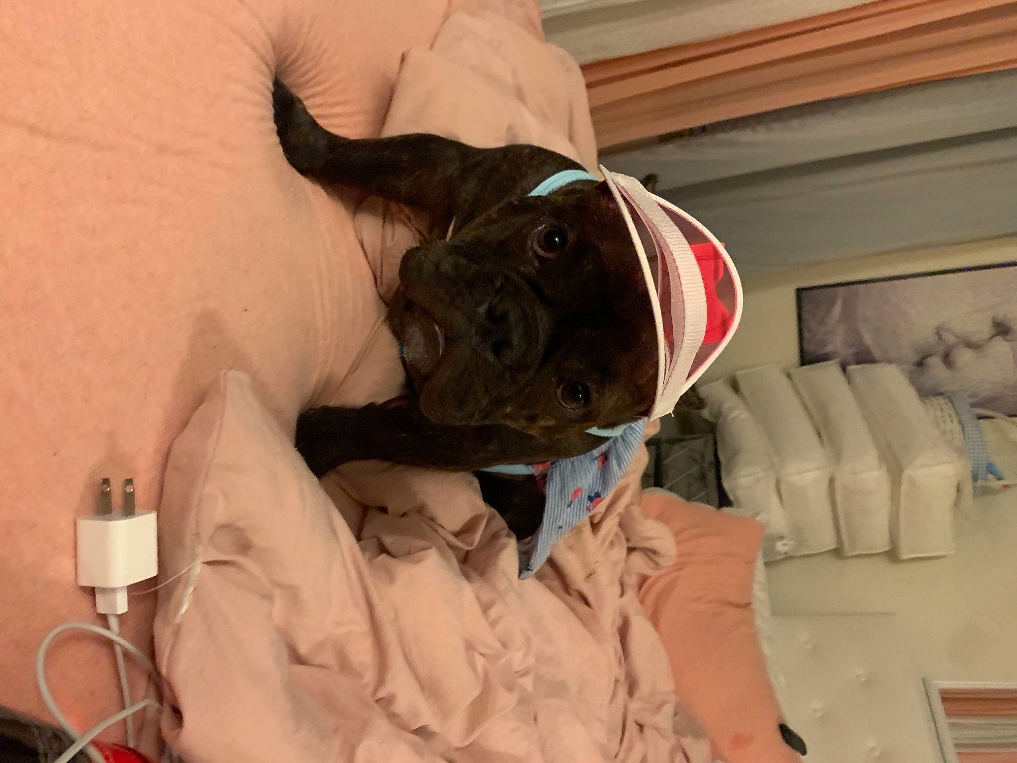 Zahara joined the competition — help win amazing prizes! bed, bedding, comfort, companion_dog, fawn, felidae, fur, headgear, linens, personal_protective_equipment, room, service, sleeve, snout, stuffed_toy, t_shirt, toy, whiskers, wood, wrinkle