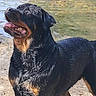 animal, black_and_tan, dog, happy, large_dog, nature, open_mouth, outdoors, panting, pet, portrait, river, rottweiler, shore, standing, stream, sunlight, tongue, water, wet_dog