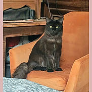 Hope participe au concours pour gagner de l'argent avec cette photo : cat, black_cat, longhaired_cat, sitting, armchair, orange_chair, indoors, living_room, furniture, wooden_furniture, blanket, patterned_blanket, portrait, pet, animal, fluffy_tail, green_eyes, looking_at_camera, home, smartphone_screenshot