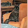 cat, black_cat, longhaired_cat, sitting, armchair, orange_chair, indoors, living_room, furniture, wooden_furniture, blanket, patterned_blanket, portrait, pet, animal, fluffy_tail, green_eyes, looking_at_camera, home, smartphone_screenshot