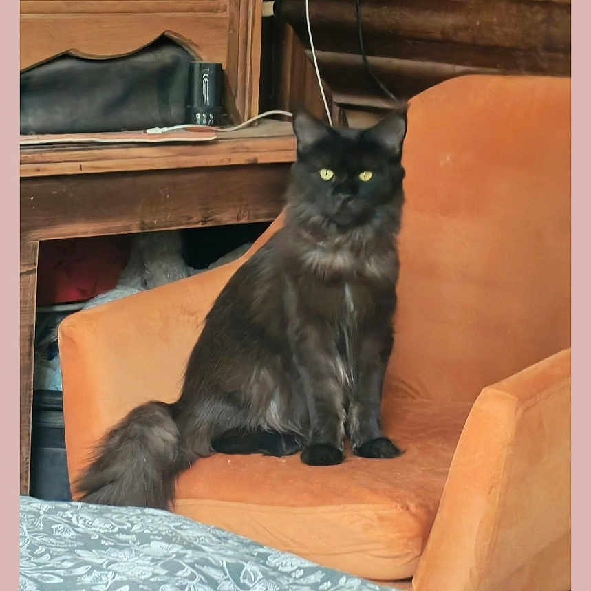 Hope participe au concours pour gagner de l'argent avec cette photo : cat, black_cat, longhaired_cat, sitting, armchair, orange_chair, indoors, living_room, furniture, wooden_furniture, blanket, patterned_blanket, portrait, pet, animal, fluffy_tail, green_eyes, looking_at_camera, home, smartphone_screenshot