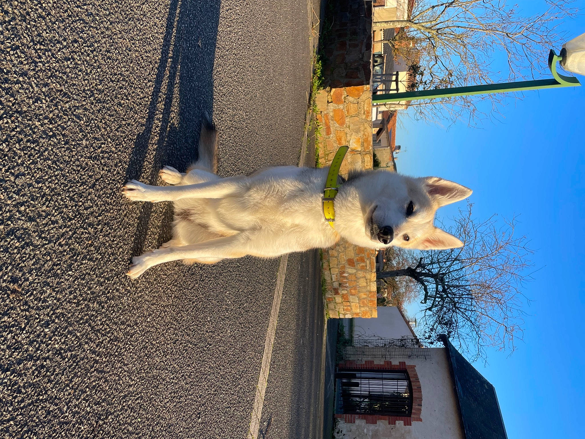 Talya a rejoint le concours — aidez-le/la à gagner de superbes lots ! art, asphalt, building, canidae, carnivore, collar, dog, dog_breed, facade, plant, road_surface, shadow, sky, sporting_group, street_light, tail, tree, water, winter, working_animal