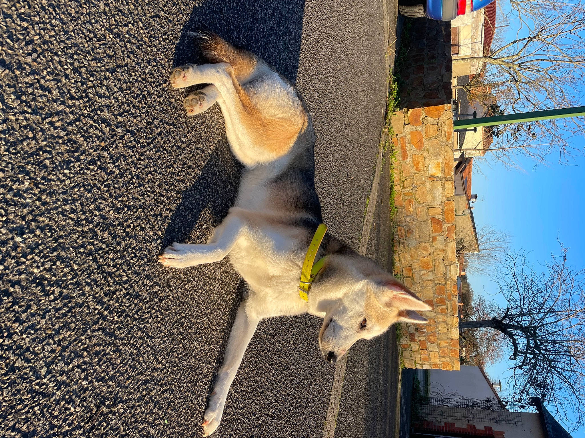 Talya a rejoint le concours — aidez-le/la à gagner de superbes lots ! art, fawn, fur, pet_supply, plant, shadow, sky, snout, tail, tree, trunk, twig, wildlife, wood