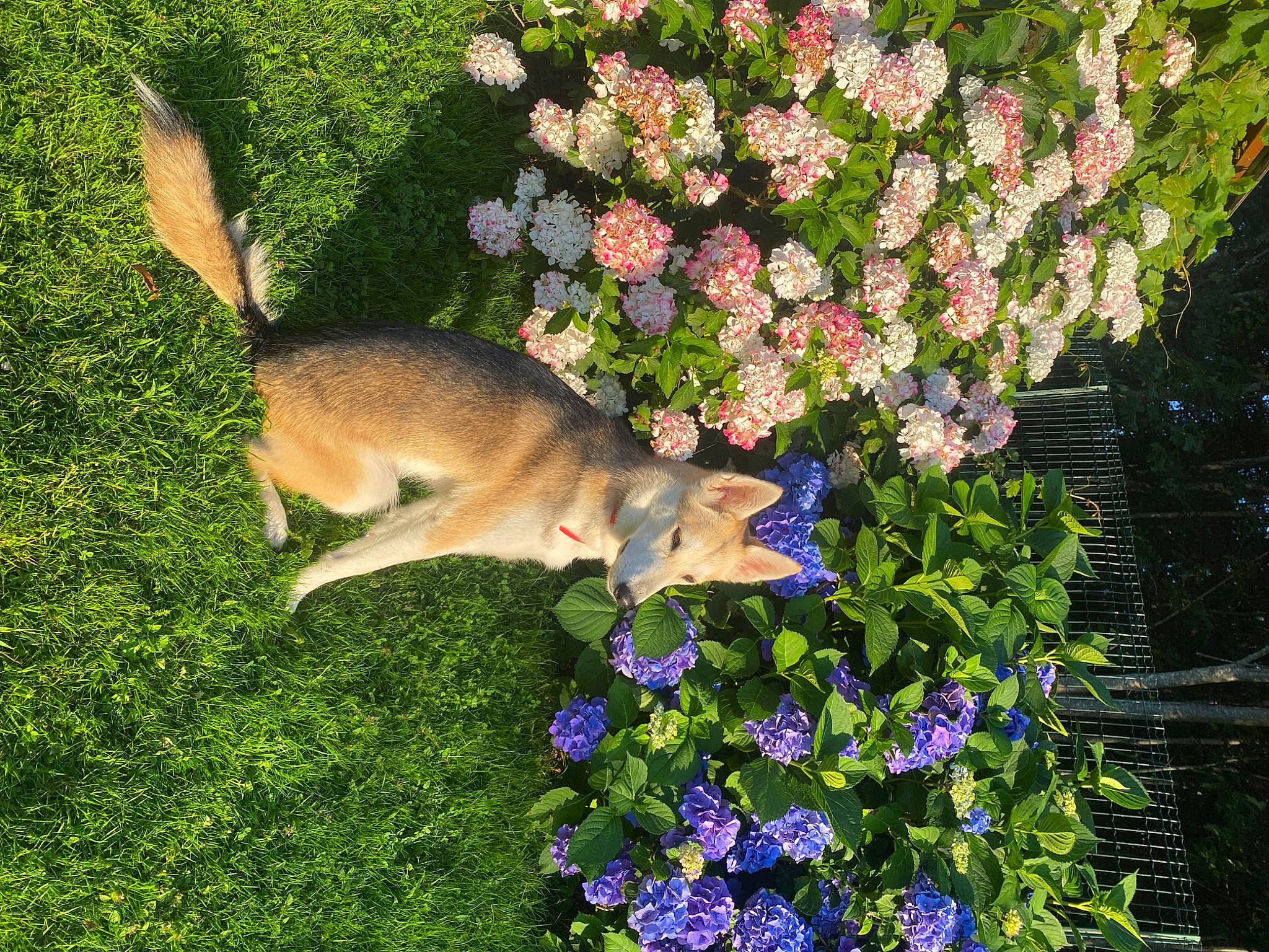 Talya participe au concours pour gagner de l'argent avec cette photo : annual_plant, carnivore, dog_breed, electric_blue, fawn, flower, flowering_plant, grass, grassland, groundcover, herbaceous_plant, meadow, natural_landscape, nature, petal, plant, shrub, spring, tail, tree
