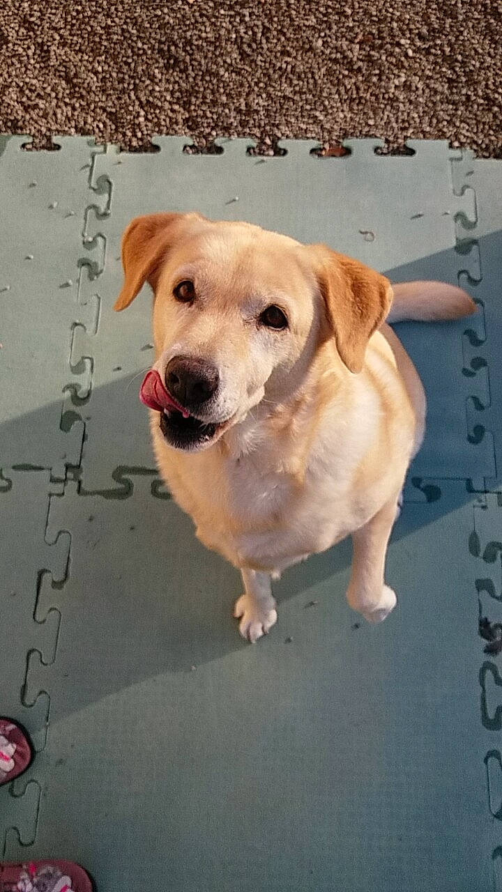 Dina participe au concours pour gagner de l'argent avec cette photo : adventure, beagador, canidae, carnivore, companion_dog, dog, dog_breed, fawn, golden_retriever, labrador_retriever, mammal, nose, potcake_dog, puppy, rare_breed_dog, retriever, snout, sporting_group, street_dog, tail