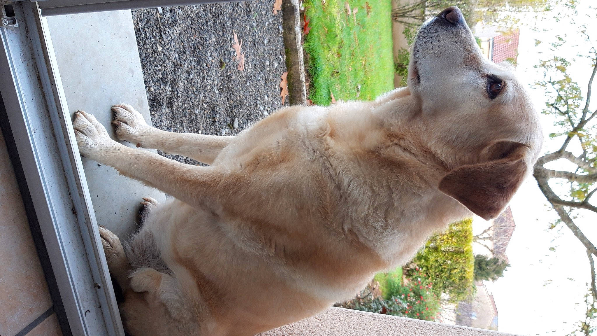 Dina participe au concours pour gagner de l'argent avec cette photo : canidae, carnivore, dog, dog_breed, fawn, mammal, retriever, snout, sporting_group, vertebrate