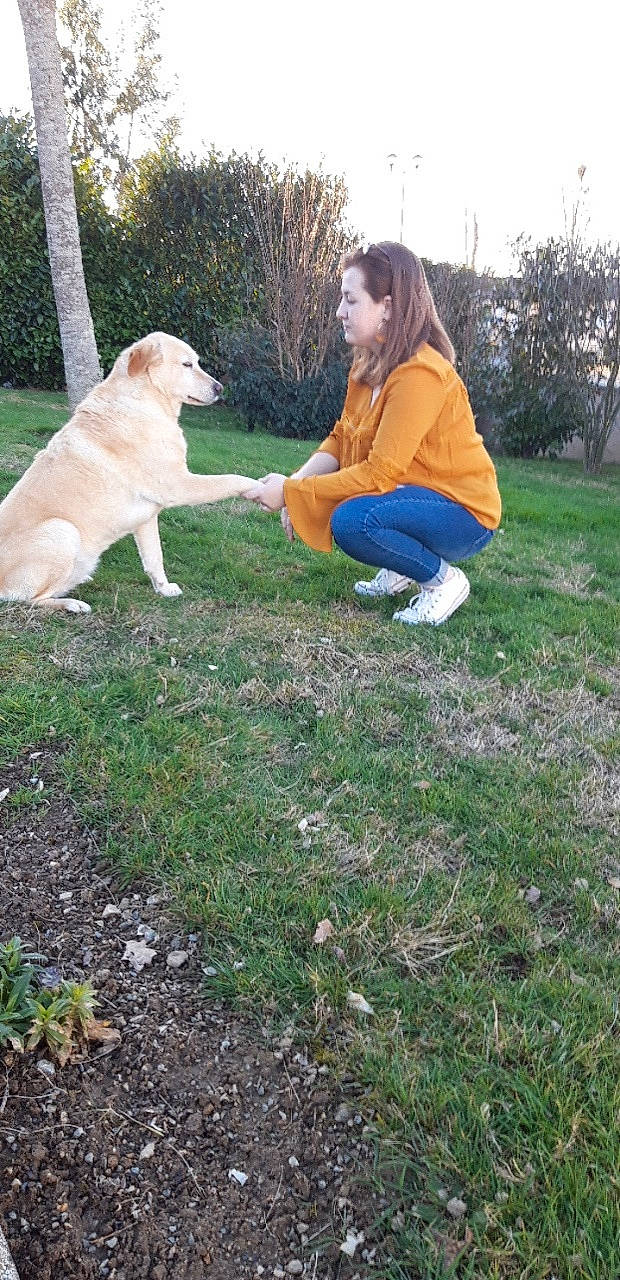Dina participe au concours pour gagner de l'argent avec cette photo : anatolian_shepherd_dog, canidae, carnivore, companion_dog, dog, dog_breed, fawn, field_trial, golden_retriever, grass, labrador_retriever, mammal, obedience_training, plant, retriever, sporting_group, tree