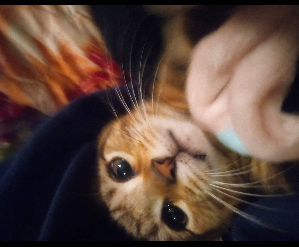 Sue is registered to the contest to win money with this photo: abyssinian, accessories, animal, blanket, bodypart, cat, ear, face, glasses, head, kitten, manx, mouth, person, pet, photography, portrait, selfie, siamese, sleeping