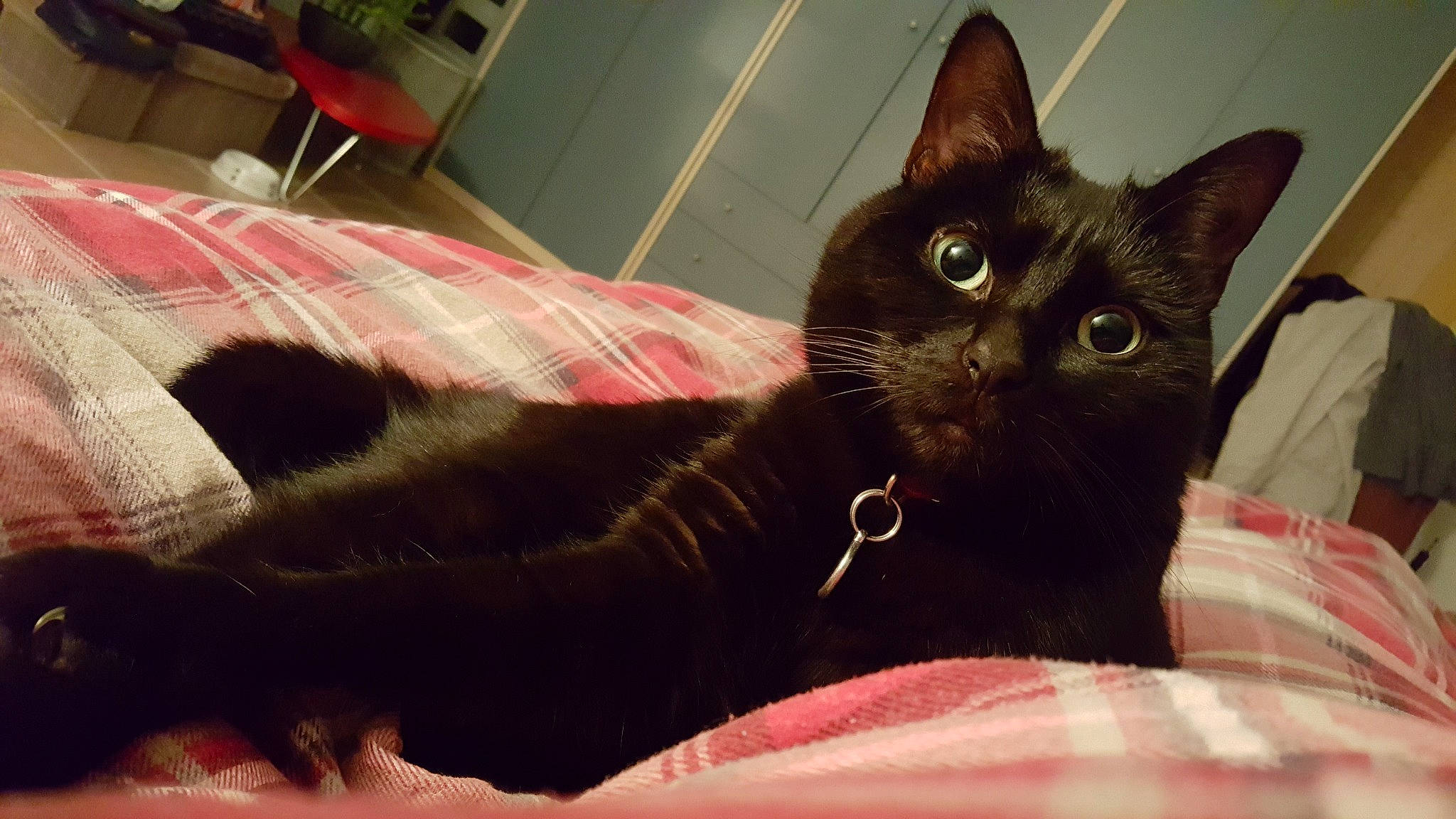 Diesel participe au concours pour gagner de l'argent avec cette photo : black_cat, bombay, carnivore, cat, cat_supply, claw, comfort, couch, domestic_short_haired_cat, felidae, fur, havana_brown, pattern, pet_supply, small_to_medium_sized_cats, snout, tail, tartan, terrestrial_animal, whiskers