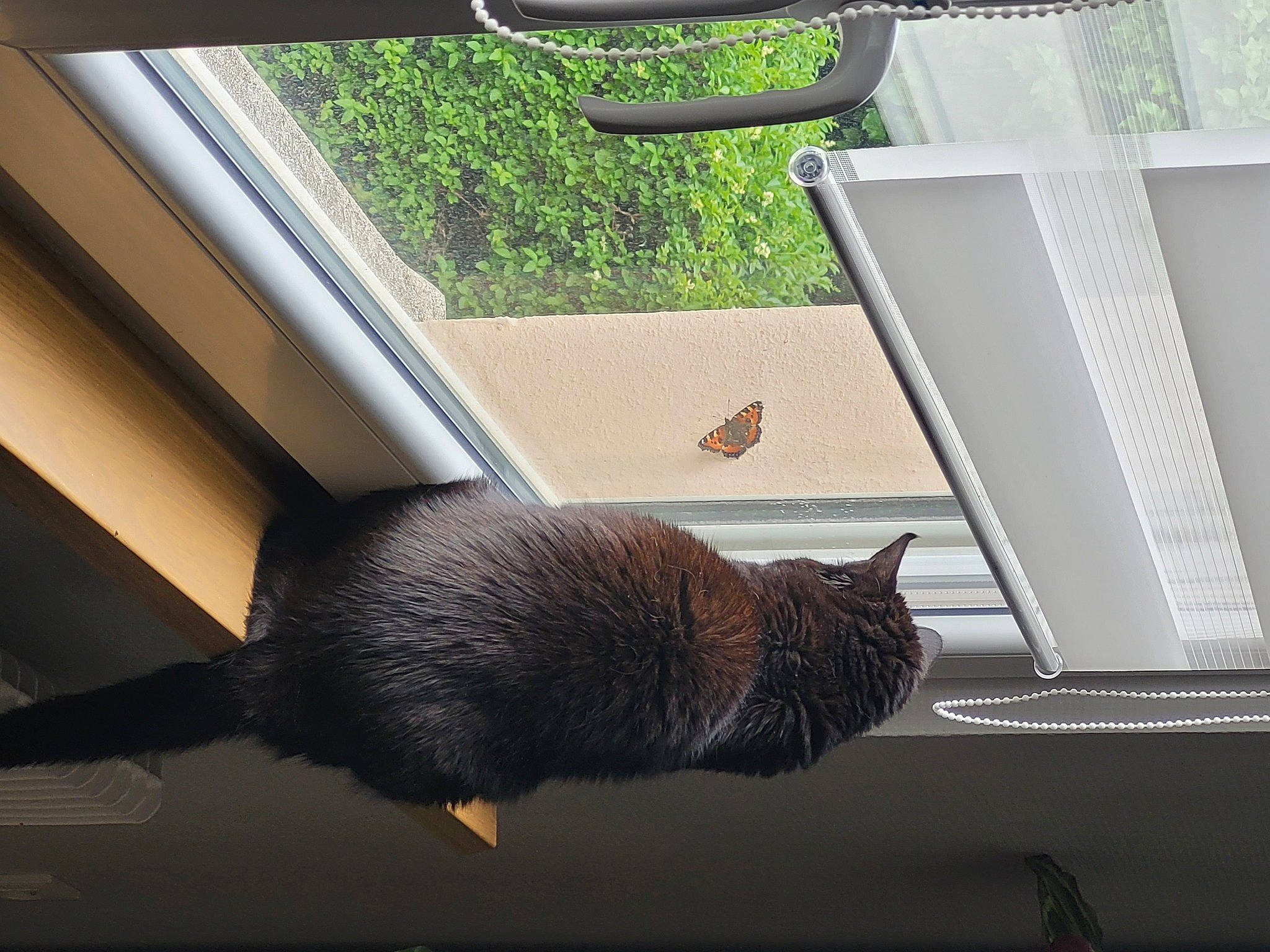 Diesel a rejoint le concours — aidez-le/la à gagner de superbes lots ! carnivore, cat, comfort, felidae, grey, house, interior_design, mammal, plant, shade, small_to_medium_sized_cats, tail, textile, tints_and_shades, vehicle_door, vertebrate, whiskers, window, window_blind, wood