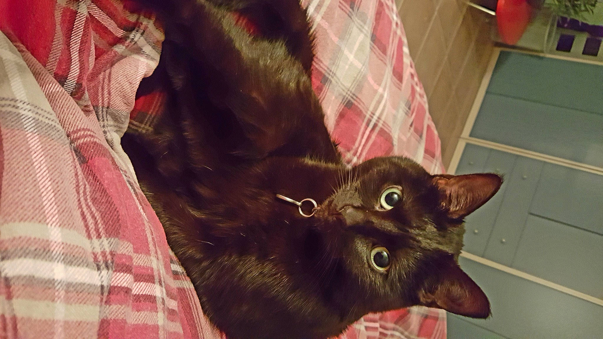 Diesel participe au concours pour gagner de l'argent avec cette photo : black_cat, bombay, brown, carnivore, cat, claw, comfort, domestic_short_haired_cat, ear, felidae, fur, havana_brown, liver, pattern, plaid, small_to_medium_sized_cats, tail, tartan, whiskers