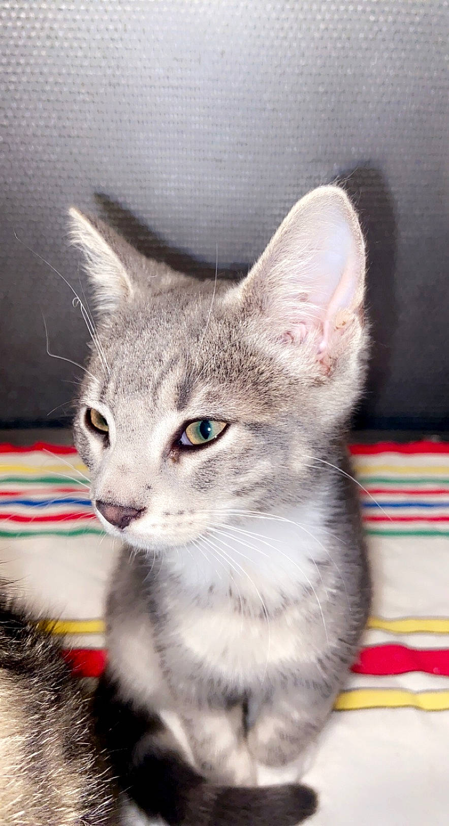 Starlette participe au concours pour gagner de l'argent avec cette photo : carnivore, cat, claw, collar, curious, domestic_short_haired_cat, felidae, fur, paw, pet_supply, photo_caption, small_to_medium_sized_cats, snout, tail, terrestrial_animal, whiskers