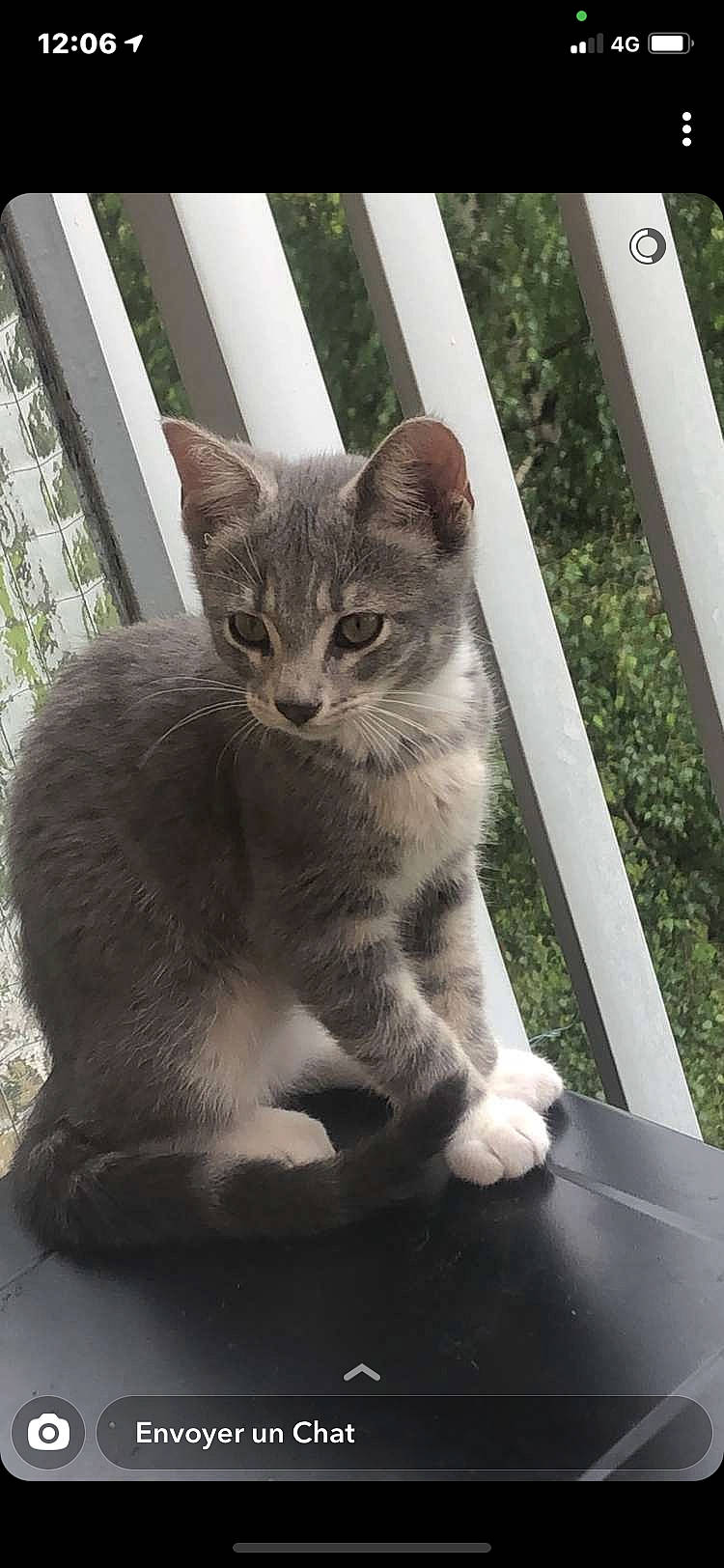 Starlette participe au concours pour gagner de l'argent avec cette photo : carnivore, cat, claw, domestic_short_haired_cat, door, felidae, fur, grey, paw, plant, sitting, small_to_medium_sized_cats, snout, tail, terrestrial_animal, whiskers, wildlife, window