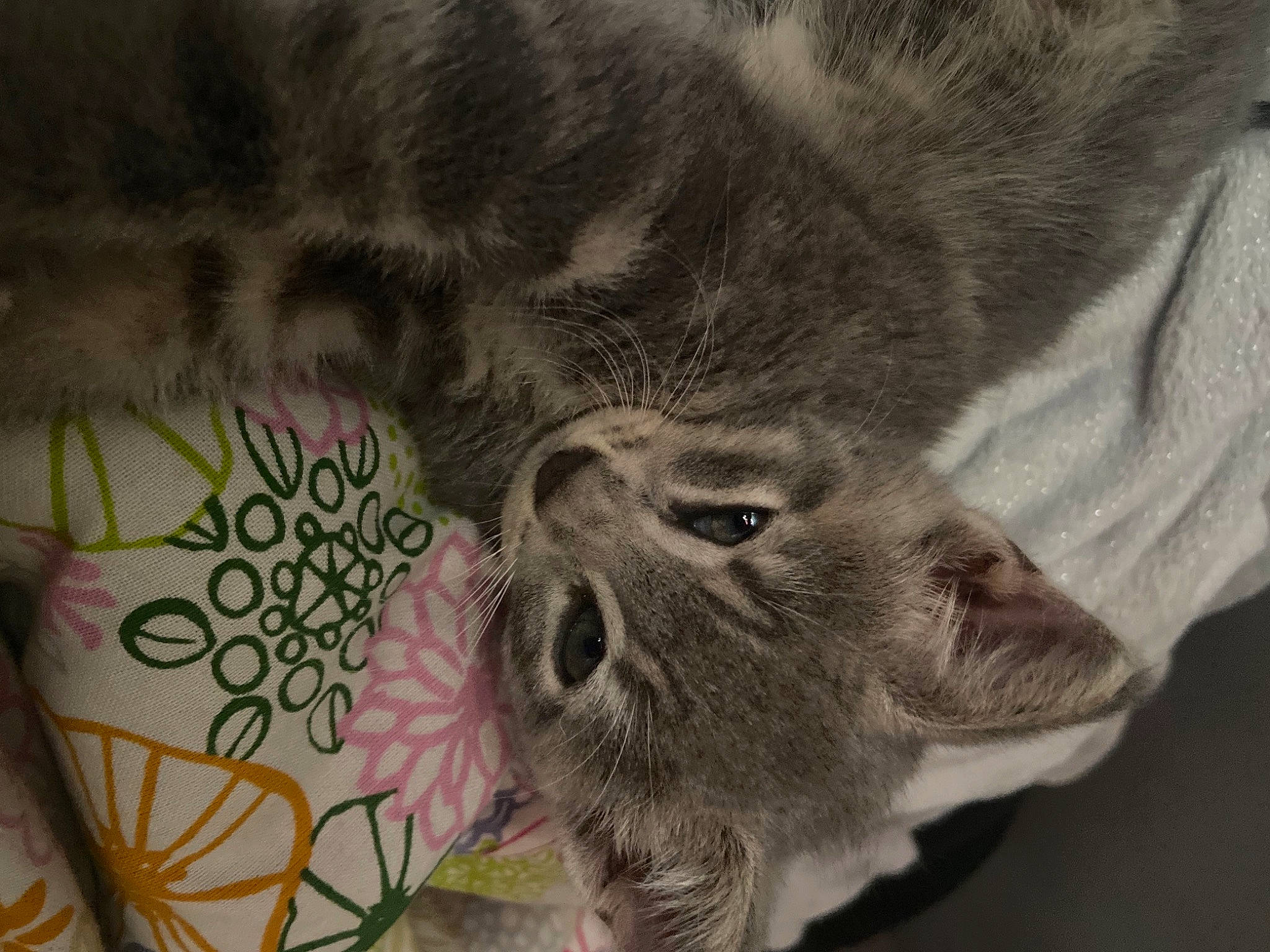 Starlette participe au concours pour gagner de l'argent avec cette photo : carnivore, cat, claw, domestic_short_haired_cat, eye, fawn, felidae, fur, grey, hair, head, human_body, paw, plant, small_to_medium_sized_cats, snout, tail, terrestrial_animal, whiskers, wildlife