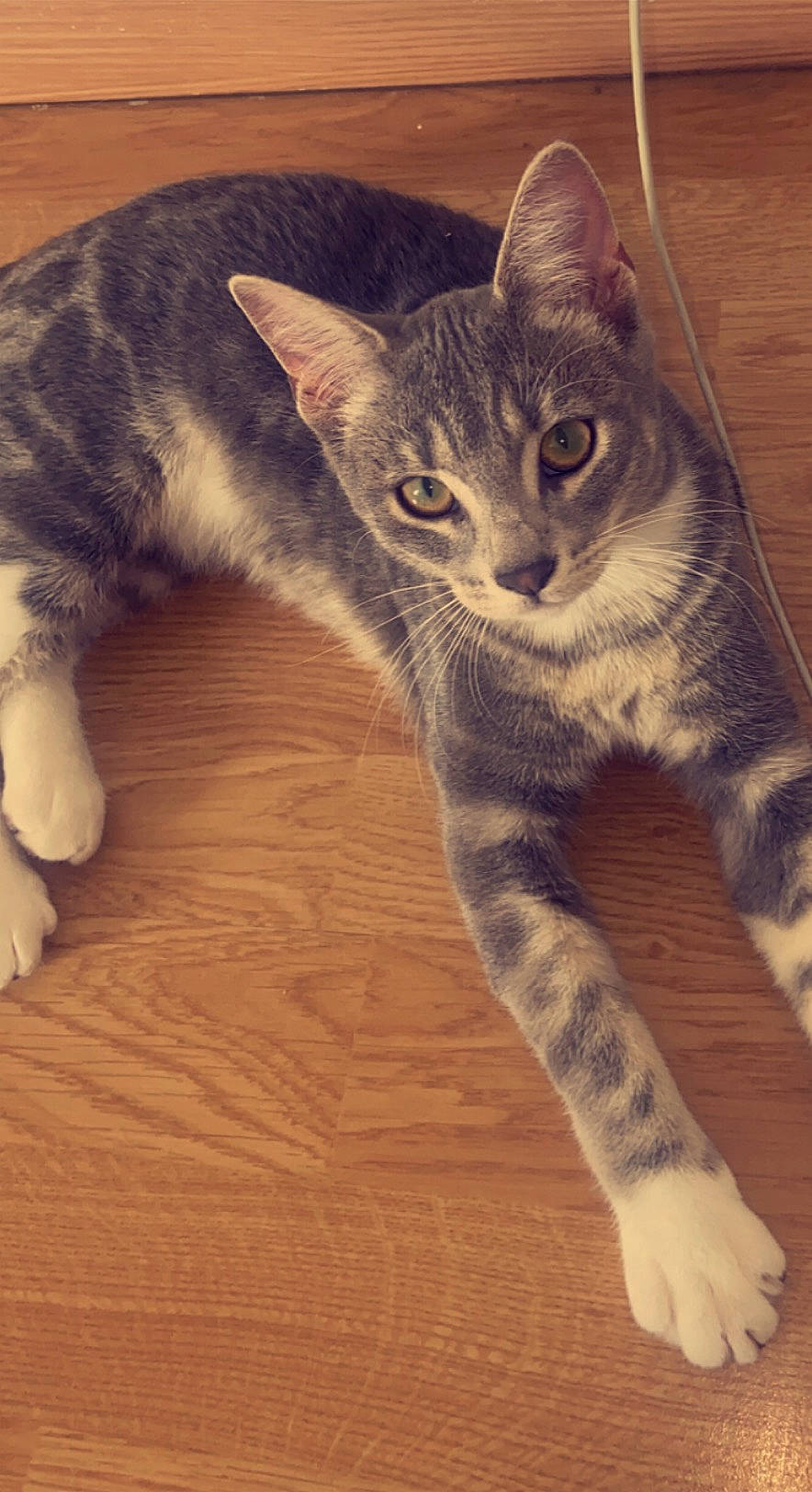 Starlette a rejoint le concours — aidez-le/la à gagner de superbes lots ! carnivore, cat, claw, comfort, domestic_short_haired_cat, eye, felidae, flooring, foot, fur, hardwood, head, iris, paw, small_to_medium_sized_cats, snout, tail, terrestrial_animal, whiskers, wood