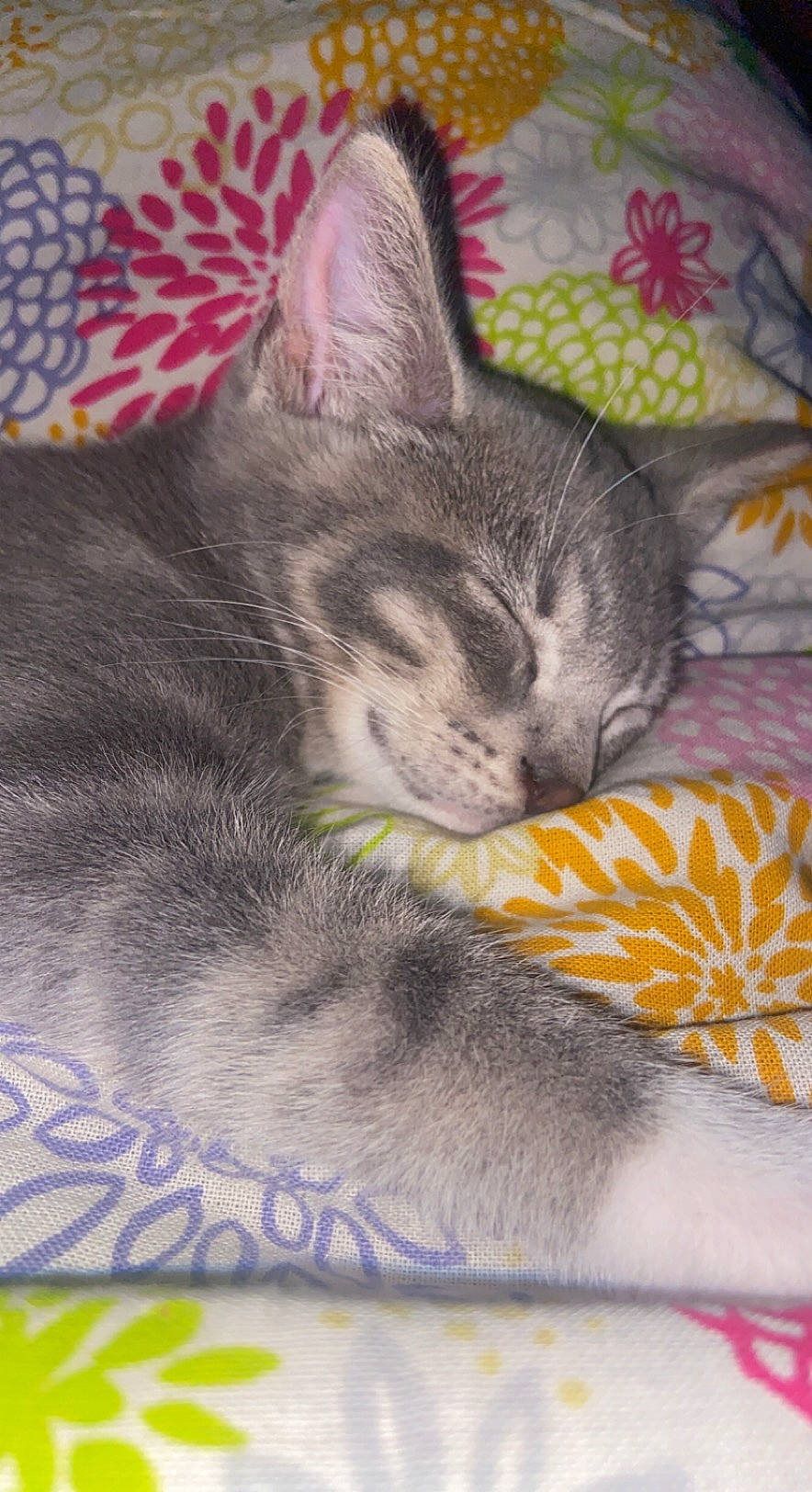 Starlette participe au concours pour gagner de l'argent avec cette photo : carnivore, cat, cat_supply, claw, comfort, domestic_short_haired_cat, felidae, fur, grey, linens, nap, pattern, paw, sleep, small_to_medium_sized_cats, snout, tail, textile, whiskers