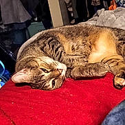 Queen Coffee Bean is registered to the contest to win money with this photo: cat, tabby, pet, animal, feline, sleeping, resting, blanket, red, indoor, cozy, clutter, clothes, bag, fur, whiskers, tail, paw, household, relaxed