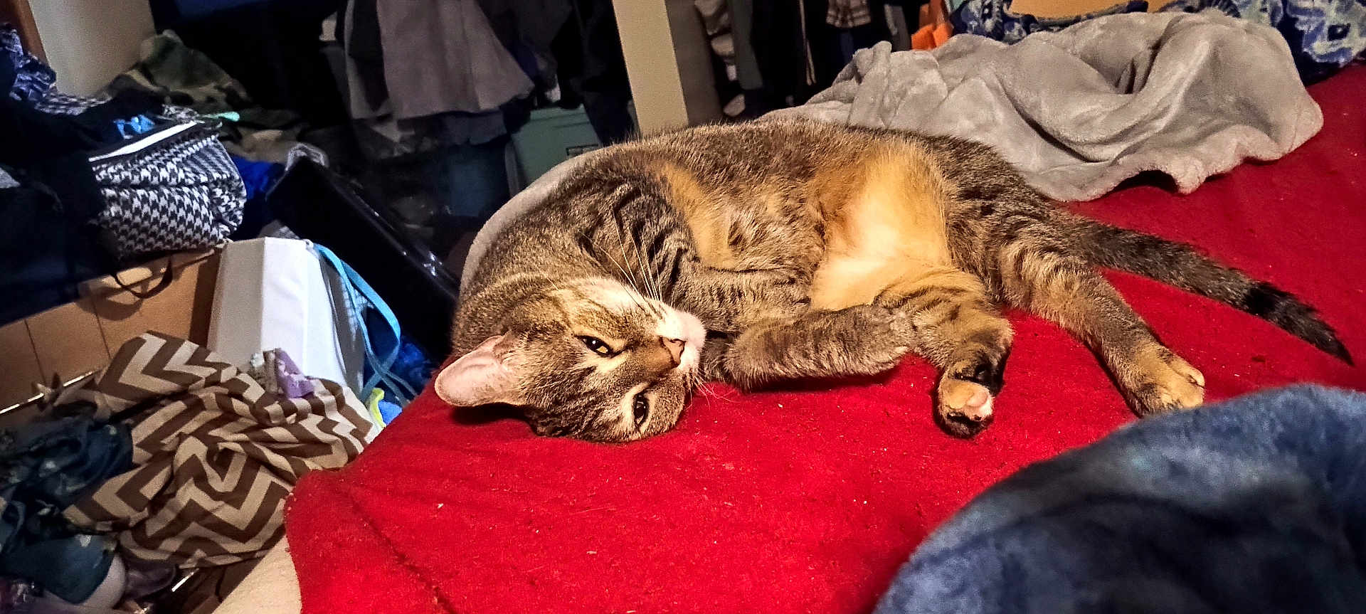 Queen Coffee Bean is registered to the contest to win money with this photo: cat, tabby, pet, animal, feline, sleeping, resting, blanket, red, indoor, cozy, clutter, clothes, bag, fur, whiskers, tail, paw, household, relaxed