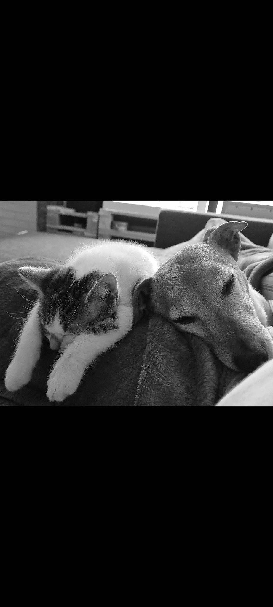 Google participe au concours pour gagner de l'argent avec cette photo : black_and_white, carnivore, cat, cloud, comfort, companion_dog, dog, dog_breed, eye, felidae, flash_photography, grey, jaw, monochrome, monochrome_photography, small_to_medium_sized_cats, snout, style, whiskers, working_animal