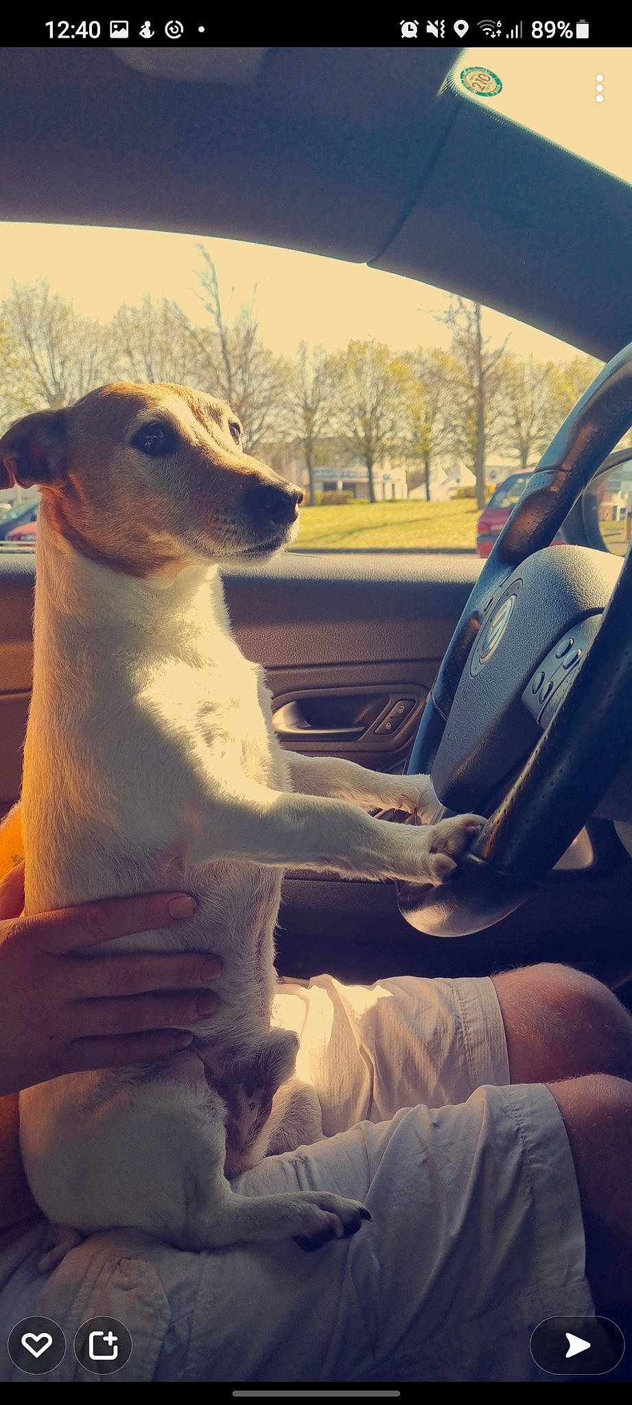 Google participe au concours pour gagner de l'argent avec cette photo : automotive_exterior, automotive_lighting, automotive_mirror, car, carnivore, companion_dog, dog, dog_breed, fawn, personal_luxury_car, sky, snout, steering_wheel, tints_and_shades, tree, vehicle, vehicle_door, window, windshield, working_animal