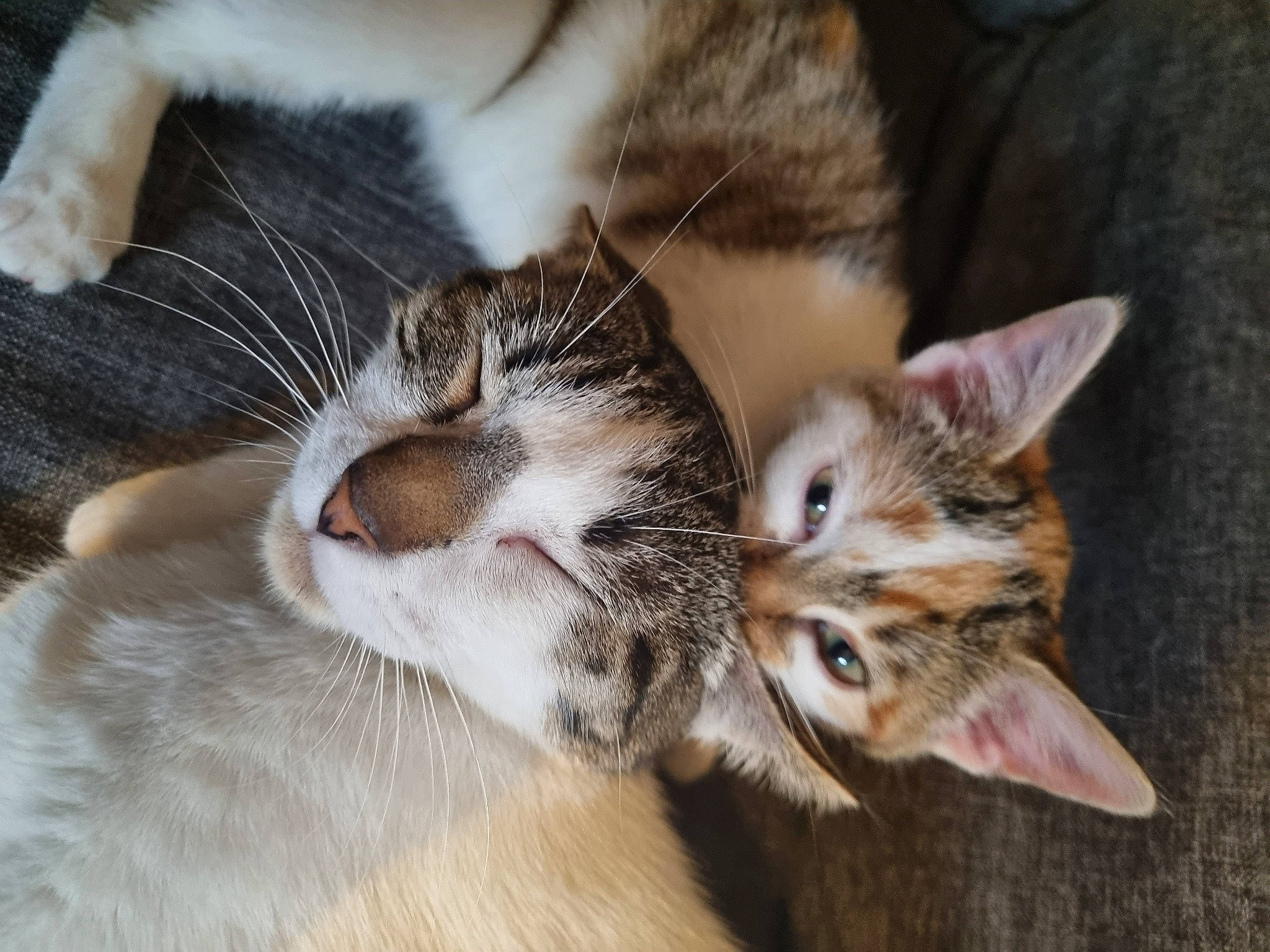 Chiara participe au concours pour gagner de l'argent avec cette photo : carnivore, cat, claw, close_up, comfort, domestic_short_haired_cat, ear, eye, fawn, felidae, fur, nap, paw, sleep, small_to_medium_sized_cats, snout, terrestrial_animal, tree, whiskers, wildlife