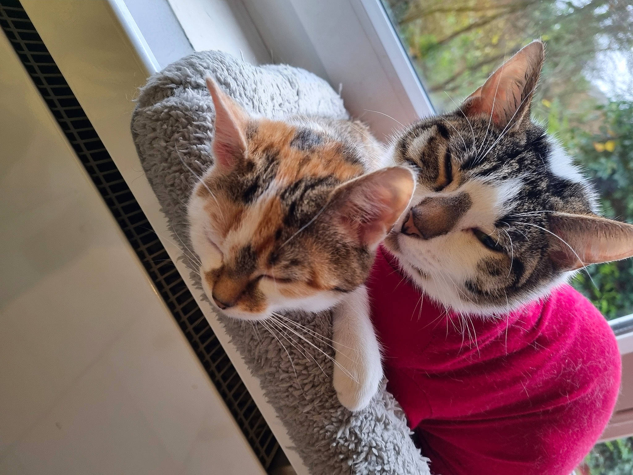 Chiara a rejoint le concours — aidez-le/la à gagner de superbes lots ! carnivore, cat, claw, comfort, domestic_short_haired_cat, fawn, felidae, fur, grass, human_leg, paw, plant, sitting, small_to_medium_sized_cats, snout, tail, tree, whiskers, wildlife, window