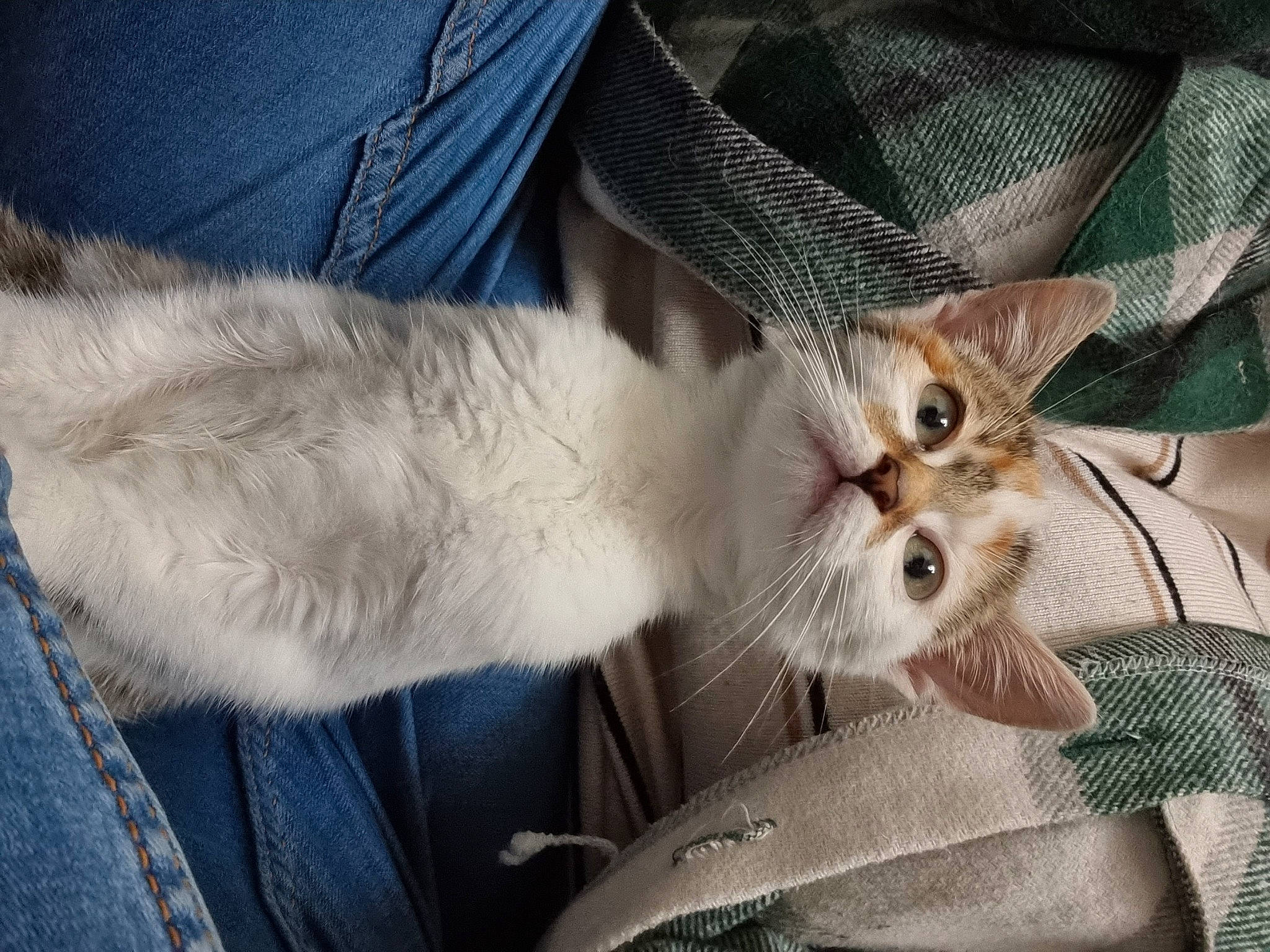 Nova participe au concours pour gagner de l'argent avec cette photo : carnivore, cat, claw, comfort, denim, domestic_short_haired_cat, ear, fawn, felidae, fur, gesture, linens, nail, paw, small_to_medium_sized_cats, snout, tail, whiskers