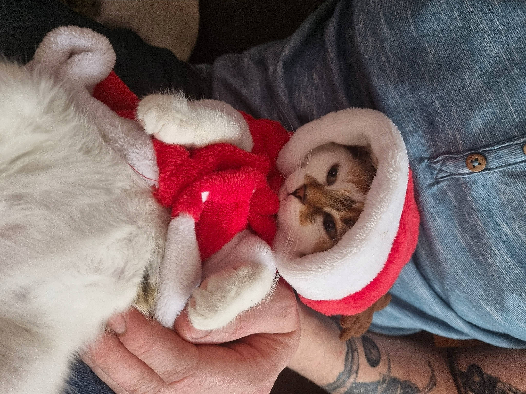 Nova participe au concours pour gagner de l'argent avec cette photo : canidae, carnivore, comfort, companion_dog, dog_breed, ear, fawn, felidae, finger, fur, hand, nail, nap, paw, puppy_love, small_to_medium_sized_cats, snout, sporting_group, tail, whiskers