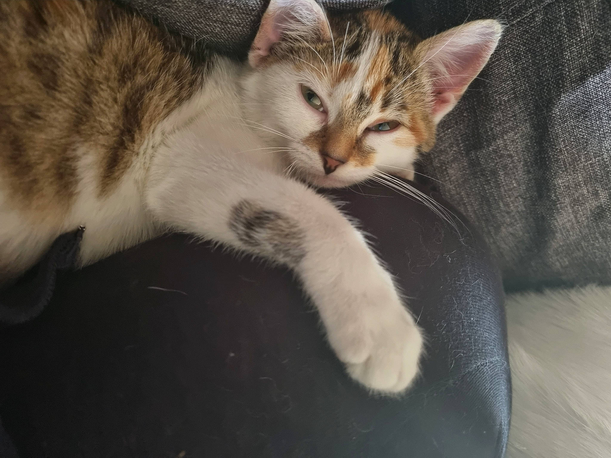 Nova a rejoint le concours — aidez-le/la à gagner de superbes lots ! carnivore, cat, claw, comfort, domestic_short_haired_cat, event, eye, felidae, fur, nap, paw, sleep, small_to_medium_sized_cats, snout, tail, whiskers