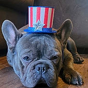 Lalo joined the competition — help win amazing prizes! adorable, animal, close_up, cute, dog, ears, expression, face, french_bulldog, hat, indoor, laying_down, patriotic, paw, pet, red_white_blue, resting, star, top_hat, wooden_floor