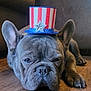 adorable, animal, close_up, cute, dog, ears, expression, face, french_bulldog, hat, indoor, laying_down, patriotic, paw, pet, red_white_blue, resting, star, top_hat, wooden_floor