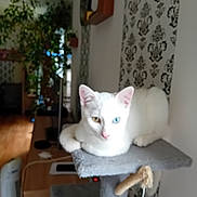 Kokaïne participe au concours pour gagner de l'argent avec cette photo : cat, white_cat, heterochromia, blue_eye, golden_eye, pet, animal, lying_down, cat_tree, scratching_post, indoor, home, living_room, houseplant, wallpaper, furniture, wooden_floor, portrait, pet_photography, relaxed