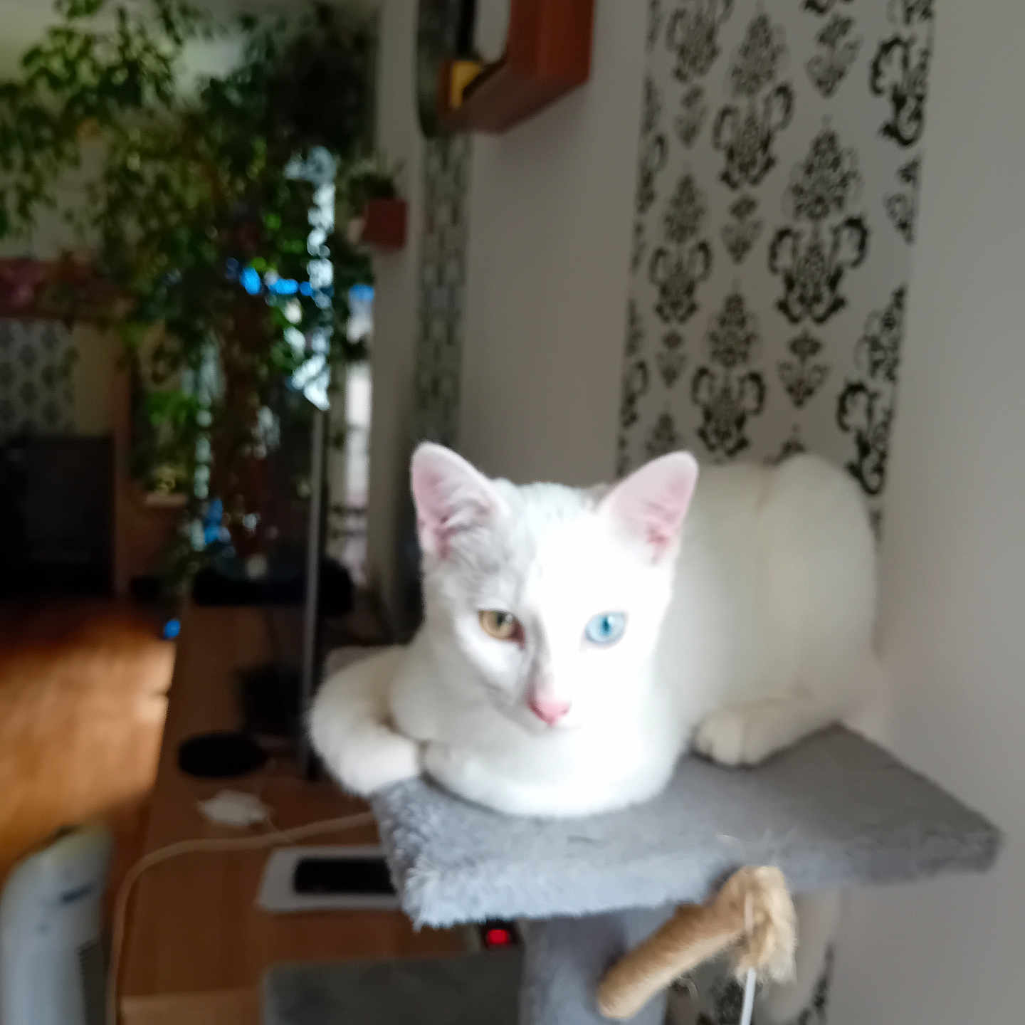 Kokaïne participe au concours pour gagner de l'argent avec cette photo : cat, white_cat, heterochromia, blue_eye, golden_eye, pet, animal, lying_down, cat_tree, scratching_post, indoor, home, living_room, houseplant, wallpaper, furniture, wooden_floor, portrait, pet_photography, relaxed
