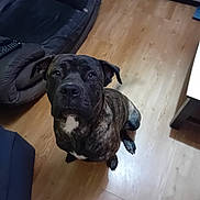 Atlas participe au concours pour gagner de l'argent avec cette photo : animal, architecture, building, bulldog, canine, clothing, couch, dog, formalwear, frenchbulldog, furniture, hardwood, indoors, interiordesign, livingroom, pet, pitbull, room, suit, wood