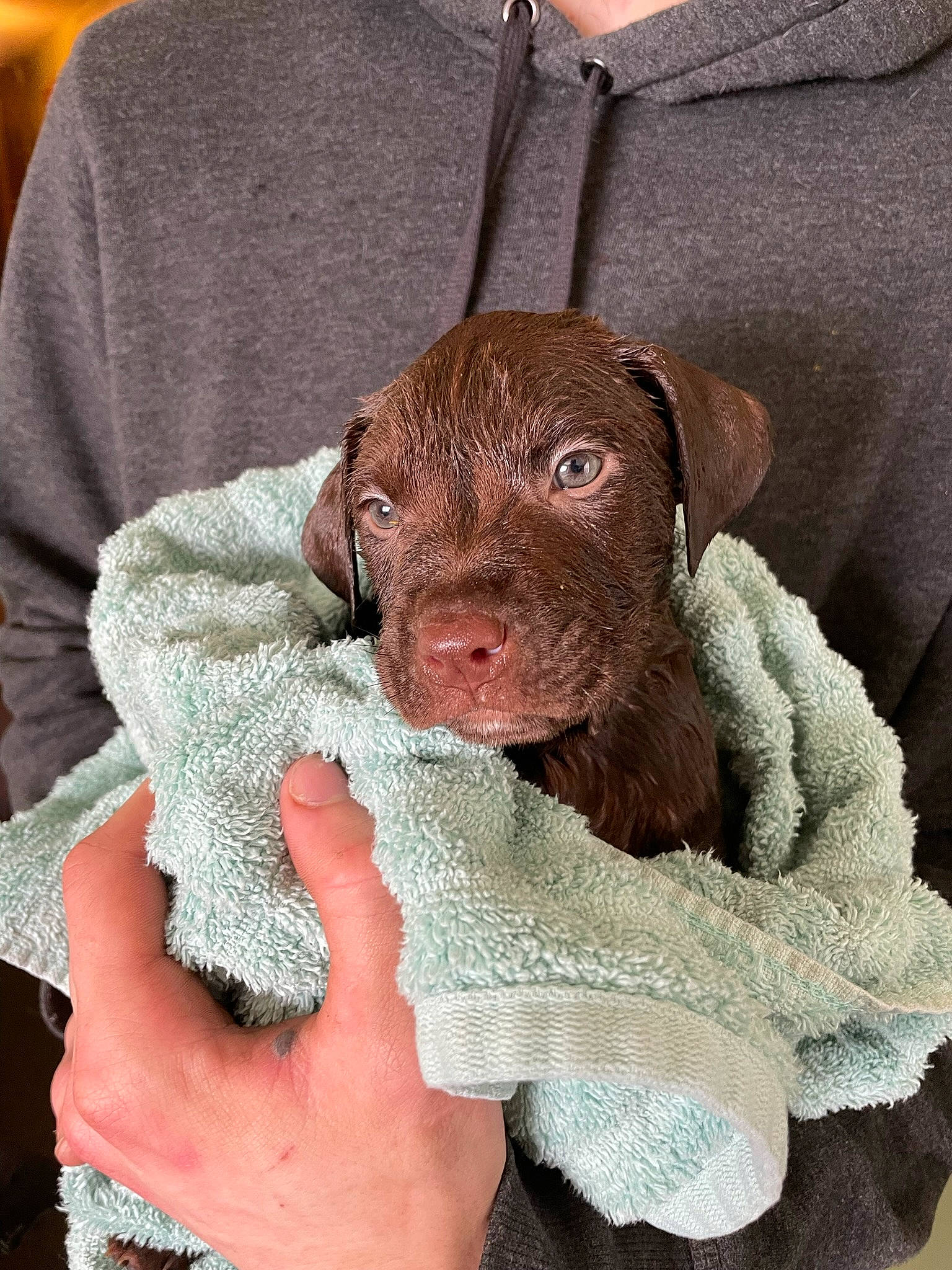 Benji is registered to the contest to win money with this photo: brown, carnivore, comfort, companion_dog, dog, dog_breed, fawn, fur, grey, gun_dog, liver, sleeve, snout, sporting_group, working_animal