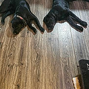 Diesel is registered to the contest to win money with this photo: dog, black_dog, floor, wooden_floor, kitchen, cabinet, shoe, footwear, sneaker, lying_down, pet, domestic_animal, relaxing, indoor, flooring, animal, canine, collar, resting, two_dogs