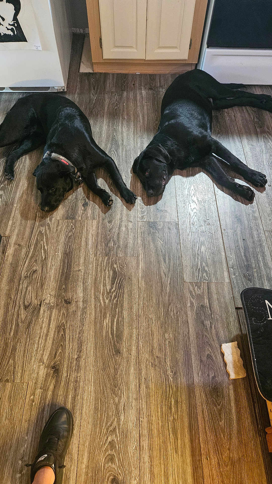 Diesel is registered to the contest to win money with this photo: dog, black_dog, floor, wooden_floor, kitchen, cabinet, shoe, footwear, sneaker, lying_down, pet, domestic_animal, relaxing, indoor, flooring, animal, canine, collar, resting, two_dogs