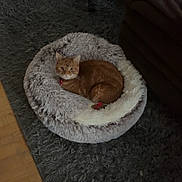 Nala is registered to the contest to win money with this photo: cat, orange_cat, pet, cat_bed, fluffy_bed, curled_up, staring, collar, indoor, living_room, rug, shag_rug, chair, hardwood_floor, cozy, plush, furniture, home_interior, relaxed, floor