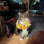 Remy joined the competition — help win amazing prizes! cat, feline, longhaired_cat, flower_garland, lei, pet, indoor, living_room, rug, wooden_floor, whiskers, green_eyes, sitting, portrait, cabinet, board_game, rummikub, person_partial, pajamas, television